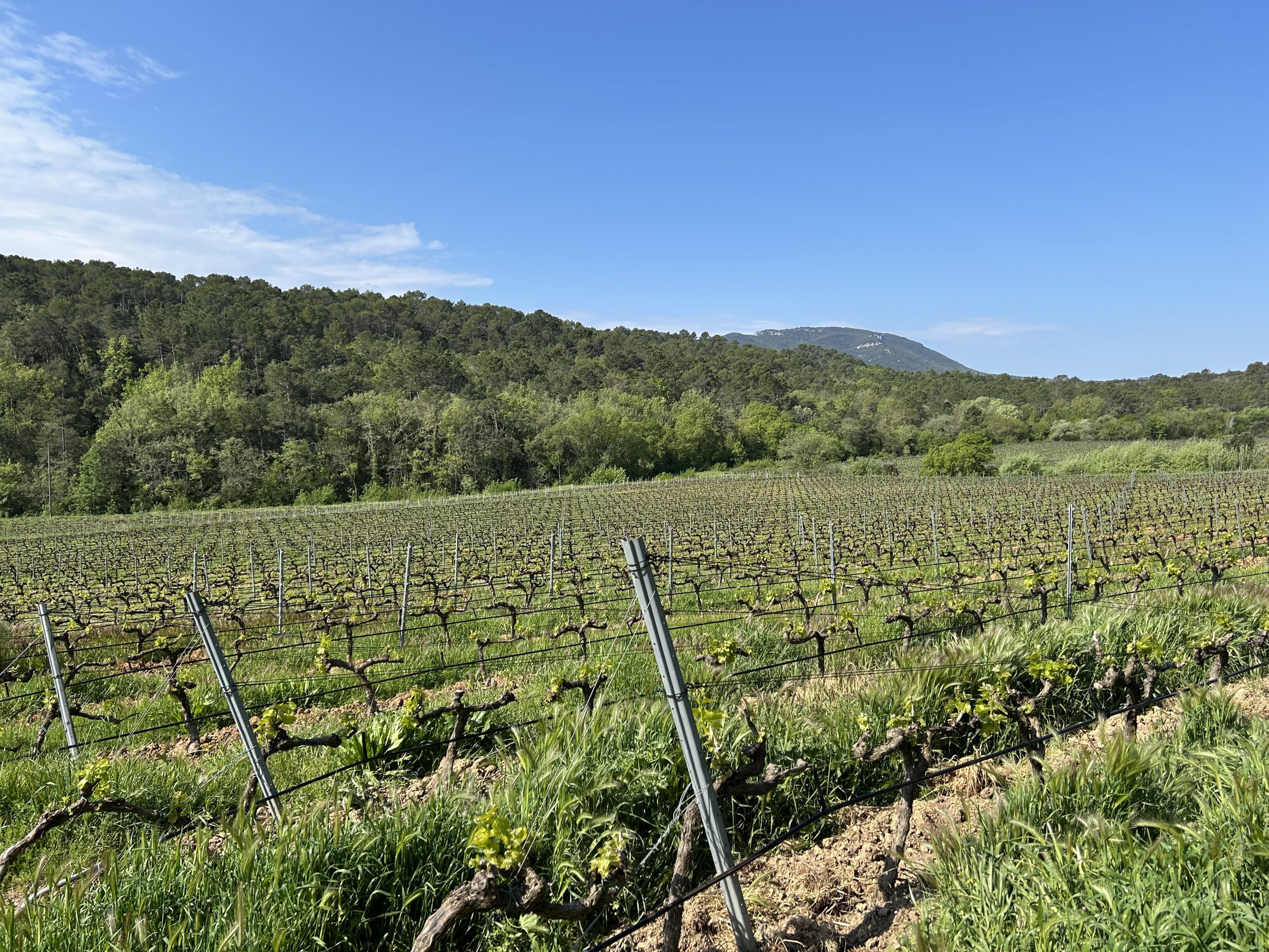 IMG_1525 Weinberg in der Provence mit jungen, grünen Reben in Reihen, umgeben von Wald und Bergen unter blauem Himmel.