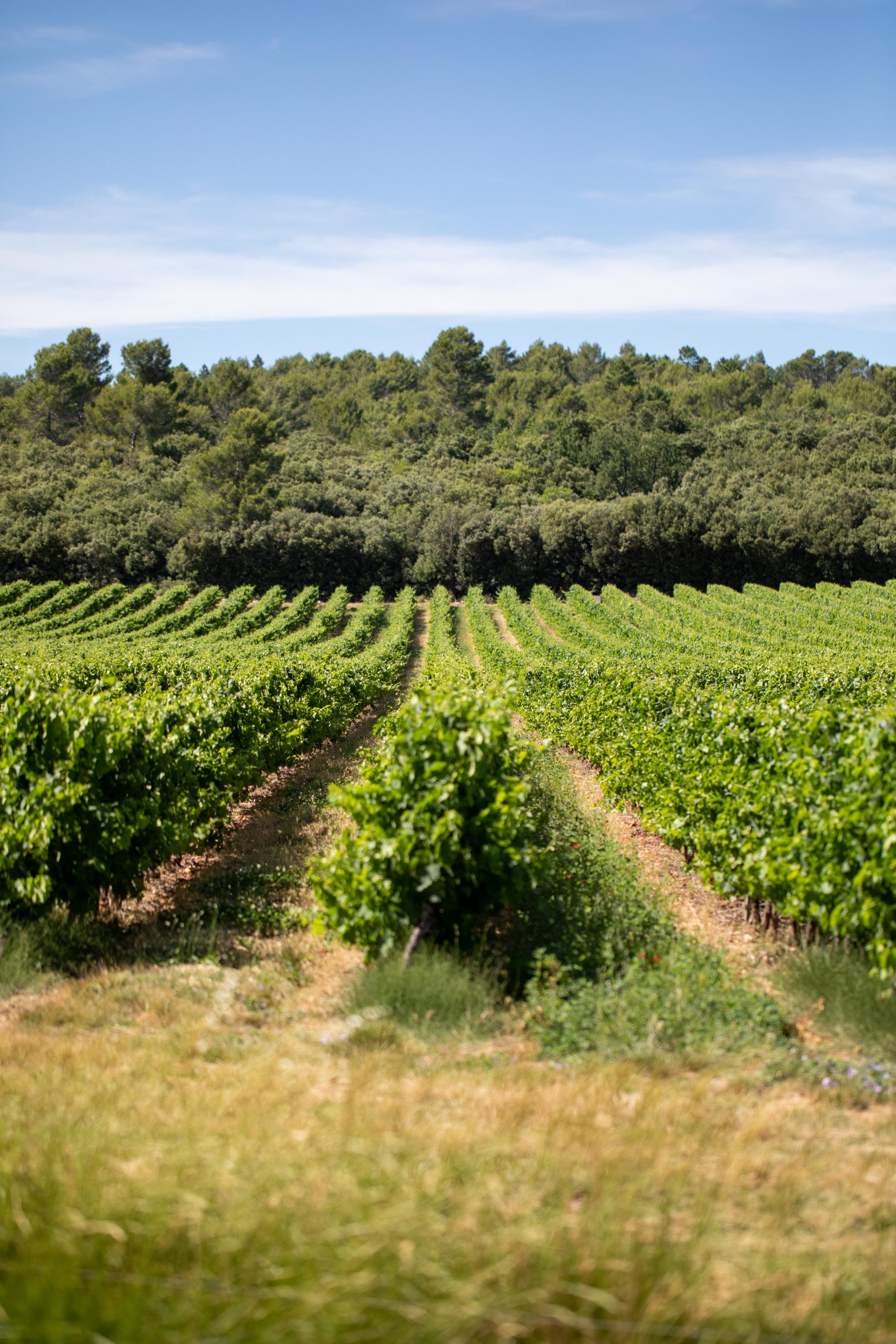 _Q0A5772 Weinberg mit langen Reihen grüner Reben, umgeben von dichtem Wald unter blauem Himmel.